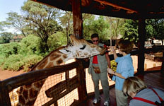 Susan feeding a giraffe Susan's Story, Susan feeding a giraffe