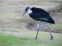 a stork Susan's Story, a stork