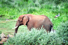 an elephant at the arc Susan's Story, an elephant at the arc