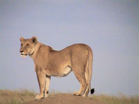 a solitary female lion we saw hunting Photo from Susan's Story, a solitary female lion we saw hunting