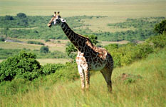 giraffe we saw Susan's Story,a giraffe we saw today