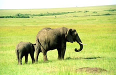 an elephant with its baby that we saw today Susan's Story, an elephant with its baby that we saw today