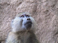 a wise old monkey Photo from Susan's Story, a wise old monkey