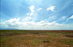 Lake Manyara Susan's Story, Lake Manyara