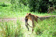 we watch these lions hunt and kill a monkey Susan's Story, we watch these lions kill a monkey