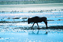 a wildebeest Susan's Story, a wildebeest