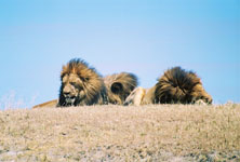 some lazy male lions Susan's Story, some lazy male lions