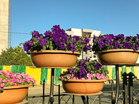 the flowers the president of Ethiopia planted Susan's Story, the flowers the president of Ethiopia planted