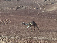 a camel in the desert near Dubai Susan's Story, a camel in the desert near Dubai