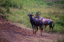 Jackson Hartebeest that we saw today Jackson Hartebeest that we saw today