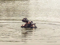 a hippo yawns in Lake Mburo Susan's Story, a hippo yawns in Lake Mburo