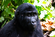 up close and personal with a silverback gorilla up close and personal with a silverback gorilla