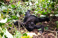 a 2-year old mountain gorilla putting on a show for Susan Susan's Story, a 2-year old mountain gorilla putting on a show for Susan