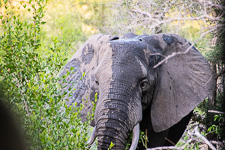 an elephant we saw today on safari an elephant we saw today on safari