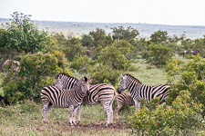 Zebras we saw today on safari Zebras we saw today on safari