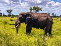 an elephant we saw today on safari Susan's Story, an elephant we saw today on safari