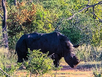 the rhino we saw today the rhino we saw today