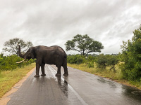 an elephant in the road today an elephant in the road today
