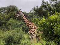 a giraff we saw today on our safari Susan's Story, a giraff we saw today on our safari