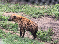 a hyena we saw at Moholoholo Animal Rehabilitation Center a hyena we saw at Moholoholo Animal Rehabilitation Center