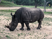 a rhino we saw at the Hoedspruit Endangered Species Center Susan's Story, a rhino we saw at the Hoedspruit Endangered Species Center