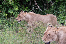 two of the lions we saw today in Kruger two of the lions we saw today in Kruger