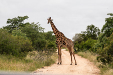 a giraffe we saw today in Kruger Susan's Story, a giraffe we saw today in Kruger