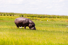 a hippo we saw today a hippo we saw today