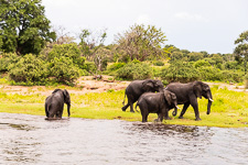 elephants we saw today Susan's Story, elephants we saw today