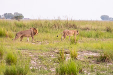 two lions we saw today two lions we saw today