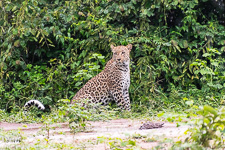 a leopard we saw today Susan's Story, a leopard we saw today