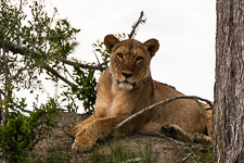 the first female lion we saw today the first female lion we saw today