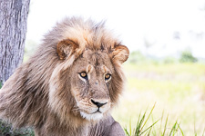 the second male lion we saw today Susan's Story, the second male lion we saw today