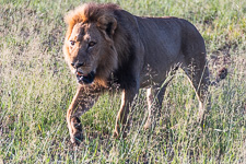 a male lion we saw today a male lion we saw today