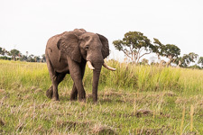 an elephant we saw today Susan's Story, an elephant we saw today