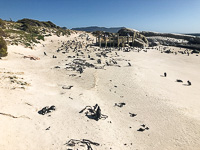 the penguin colony at Simon Town Susan's Story, the penguin colony at Simon Town