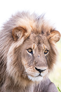 A big male lion we saw in the Okavango Delta of Botswana Susan's Story, A big male lion we saw in the Okavango Delta of Botswana