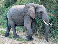 an elephant we saw on our game drive tonight Susan's Story, an elephant we saw on our game drive tonight