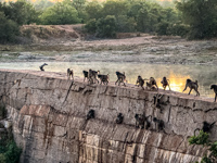 these baboons stay on this down at night to protect themselves from predators Photo from Susan's Story, these baboons stay on this down at night to protect themselves from predators