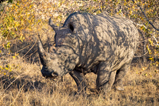 a large rhinoceros we saw on our game drive Susan's Story, a large rhinoceros we sold on our game drive