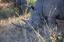 this rhinoceros has the longest form that we had ever seen Photo from Susan's Story, this rhinoceros has the longest he warned that we have ever seen