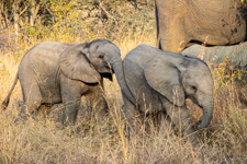 some baby elephants we saw on our game drive Photo from Susan's Story, some baby elephants we saw on our game drive