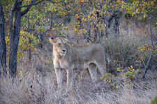 a beautiful lion we saw today with her brothers and sisters Susan's Story, a beautiful lion we saw today with her brothers and sisters