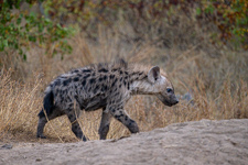 a baby hyena among others that we saw Photo from Susan's Story, one of the baby hyenas that we saw