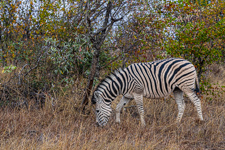 one of several beautiful zebras we saw on our game drive Susan's Story, one of the beautiful zebras we saw on our game drive