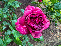 a beautiful rose on a rainy day in Cork Ireland Susan's Story, a beautiful rose on a rainy day in Cork Ireland