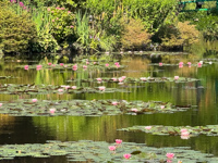 the water garden where Monet painted his lily pads Photo from Susan's Story, the water garden where Monet painted his lily pads