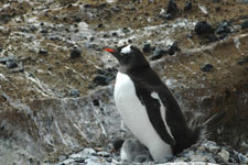 a penguin we saw up close and personal Photo from Susan's Story, a penguin we saw up close and personal