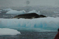 a leopard seal on a block of ice Photo from Susan's Story, a leopard seal on an iceberg