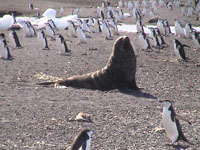 a seal and a lot of penguins Susan's Story, a seal and a lot of penguins